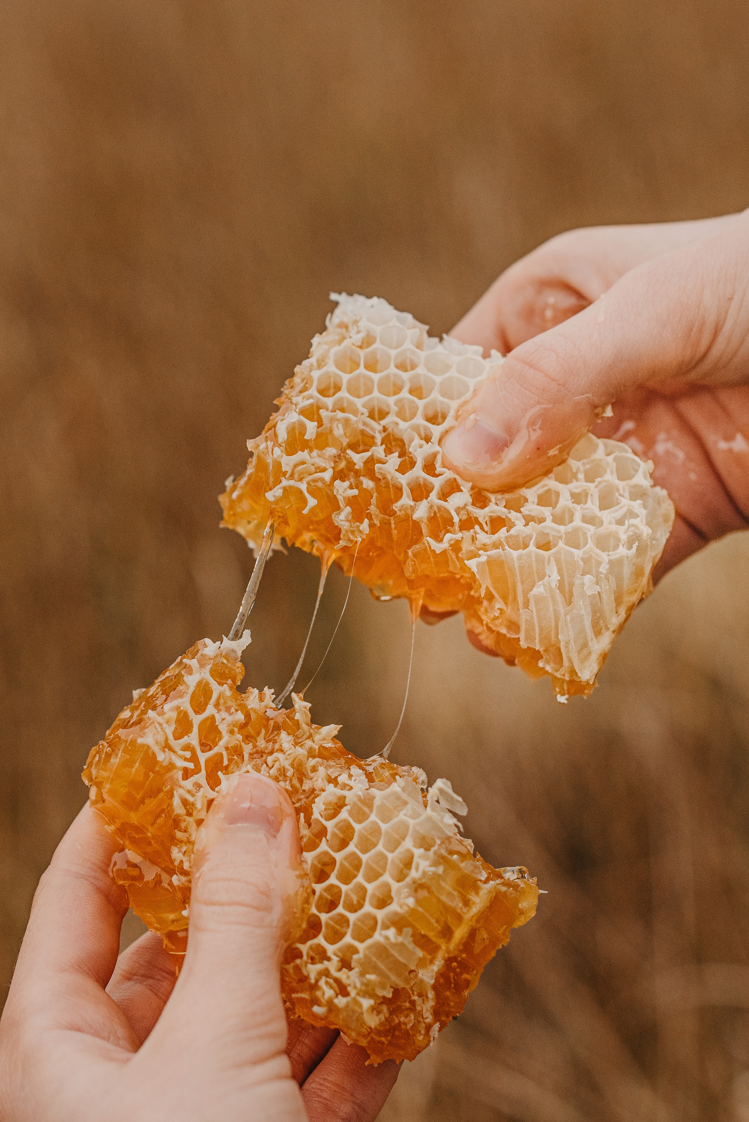 Connecticut Beekeepers Association