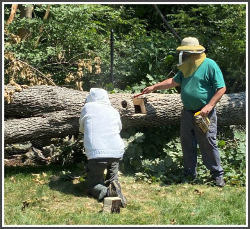 Wild Honeybee Hive saved after Tropical Storm Isaias