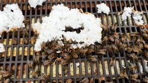 These bees are almost out of the sugar we'd left for winter.