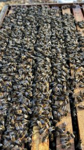 Many bees searching the top bars for some food