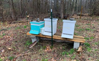 Interview with a Beekeeper – BYBA President, Ben Haase