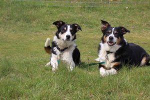 Best beekeeper's assistants