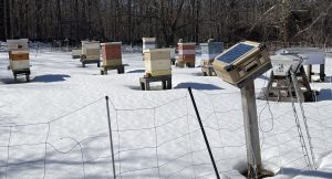 Apiary in winter. Hives surrounded by snow.